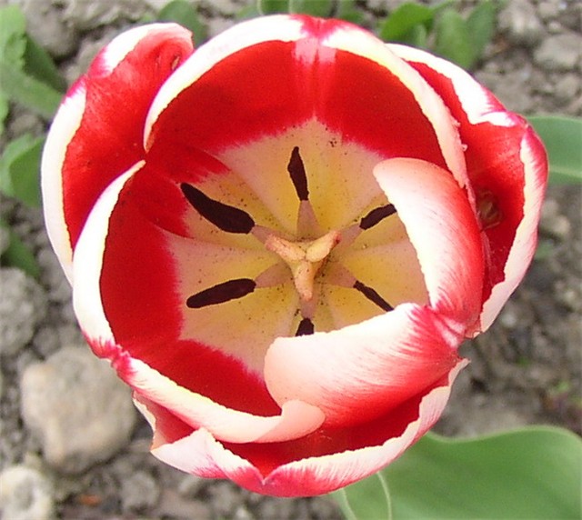 tulipan